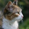 Fourteen Animals Reportedly Found in Unfit Home: Pursue Full Prosecution