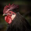 Stop Plan to Keep Thousands of Hens in Tiny Cages at New Research Facility