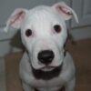 Thirty Dogs Reportedly Found Wounded and Starving: Pursue Full Prosecution