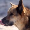8-Year-Old Dog Apparently Stabbed to Death With Knife: Demand Justice