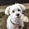 Stop Poisoning of Pets From Drug Contamination in Public Spaces