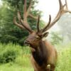 Investigate Disturbing Death of Bruiser the Elk