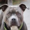 Dogs Allegedly Bred and Sold for Bloody Fights: Seek Meaningful Sentence