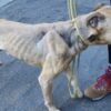 Dogs Reportedly Found Starving With Open Wounds and Matted Fur at Rescue Facility Deserve Justice