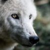 Don’t Kill Federally Protected Gray Wolves